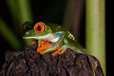 Close-up of frog on leaf