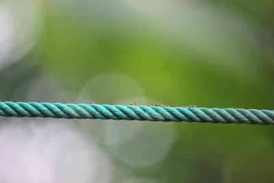 Close-up of rope on field