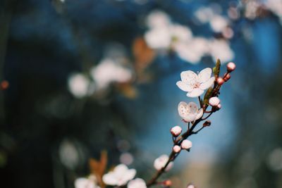 Close-up of cherry blossom