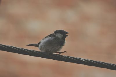 Close-up of bird perching outdoors