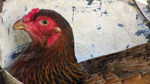 Close-up of birds in cage