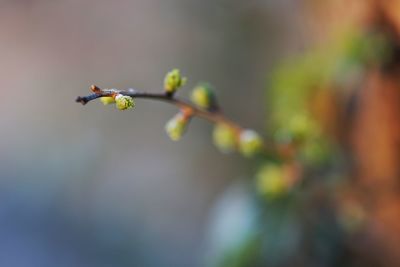 Close-up of flower buds growing outdoors