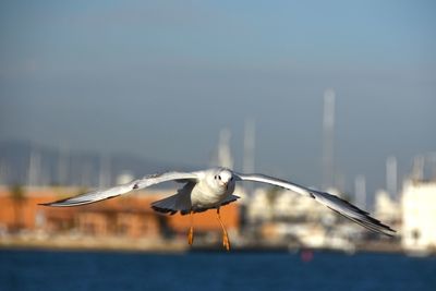 Seagull flying over white background