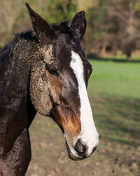 Close-up of horse on grass