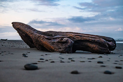 Surface level of driftwood on beach against sky