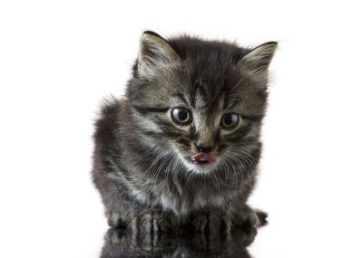 Close-up portrait of cat against white background