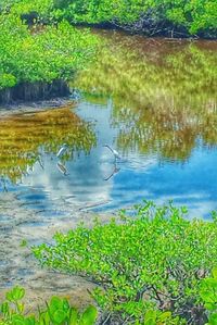 Reflection of trees in calm lake