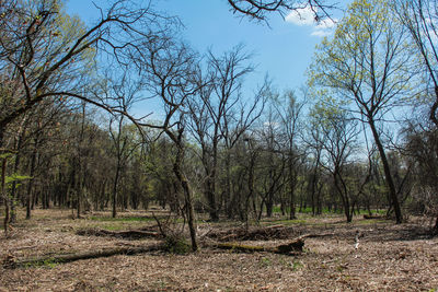 Trees in forest against sky