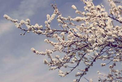 Low angle view of apple blossoms in spring