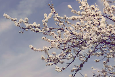 Low angle view of cherry blossoms in spring