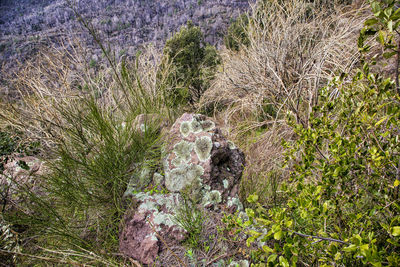 High angle view of plants growing on land