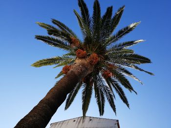 Low angle view of palm tree against blue sky