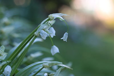 Close-up of plant