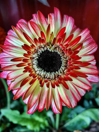 Close-up of red flower