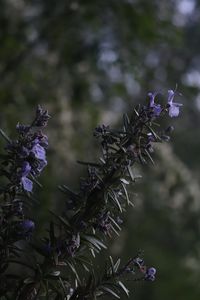 Close-up of purple flowering plant