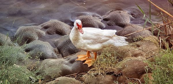 High angle view of birds in lake