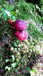 High angle view of purple berries on field