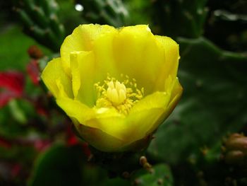 Close-up of yellow flower