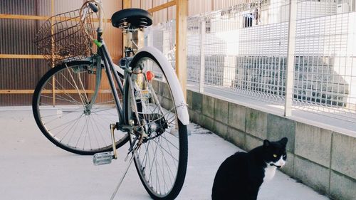 Cat by bicycle in balcony