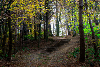 Trail amidst trees in forest