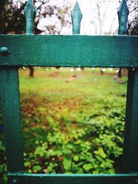 Close-up of grass against trees