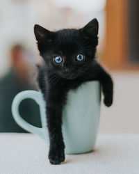 Portrait of black cat at home