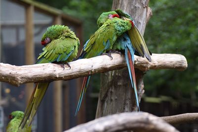 Close-up of parrot perching on branch