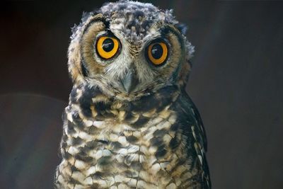 Close-up portrait of young owl