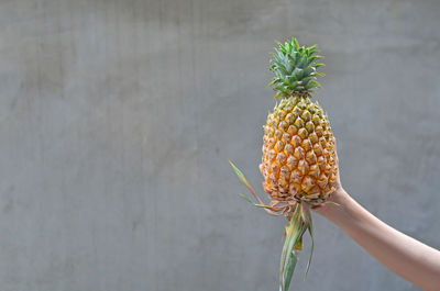 Midsection of person holding fruit against wall