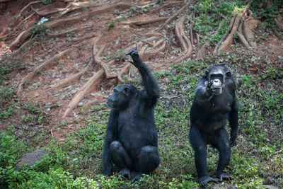 Chimpanzees on field in forest