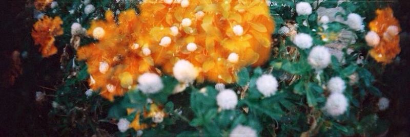 Close-up of plant against blurred background