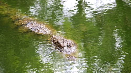 Turtle swimming in water by trees