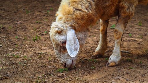 Close-up of sheep grazing on field