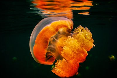 Orange jellyfish swimming in sea