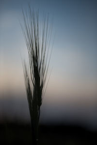 Close-up of wheat growing on field against sky at sunset