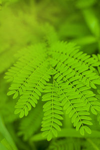 Close-up of fern leaves