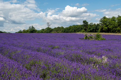 Scenic view of lavender field against sky