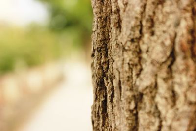 Close-up of tree trunk