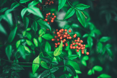 Close-up of plants against blurred background