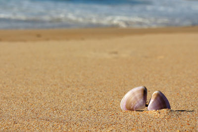 A sea shell on a sandy beach