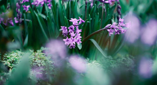 Blooming purple hyacinth in the garden on a summer sunny afternoon, selective focus