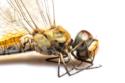 Macro shot of fly on white background