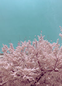 Low angle view of cherry blossoms against sky