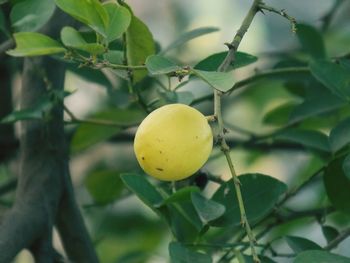 Close-up of fruit growing on plant