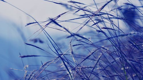 Close-up of plants against sky