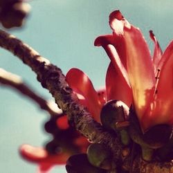 Close-up of red flower