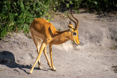 Close-up of deer