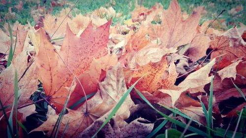 Close-up of dry maple leaves during autumn