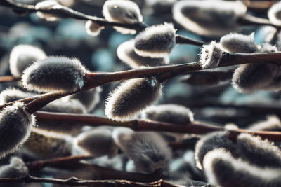 Close-up of tree branch