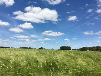 Scenic view of agricultural field against sky